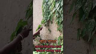 পান পাতার রস চুলের জন্য খুবই উপকারী পান  তাম্বুল Piper betle Linn [upl. by Lorelle691]