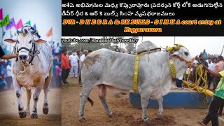 DVR MEMORIAL  DHEERA amp RK BULLS  SIMHA mass entry with fans at Koppuravuru Ongole Bulls Show court [upl. by Illa217]