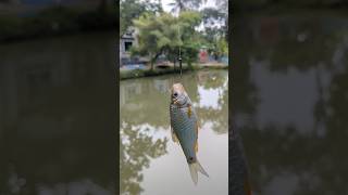 Fisherman Catching Fish youtubeshorts shortvideo fish fisherman catchingfish [upl. by Latona675]