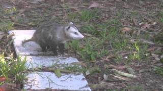 Possums mating in South Florida back yard [upl. by Madge551]