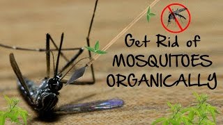 Keep mosquitoes away with this old Indian Method [upl. by Harriette]