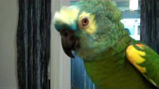 Parrot talks and gets sassy with grandma [upl. by Daisy149]