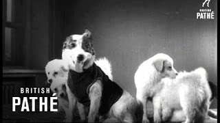 Russian Space Dogs Strelka And Belka 1961 [upl. by Akvir]