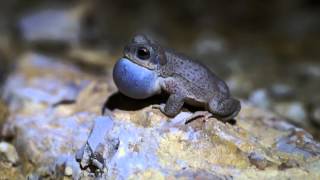 Redspotted Toad Anaxyrus punctatus [upl. by Asemaj]