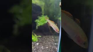 Firetail Gudgeon epic asf [upl. by Welford619]