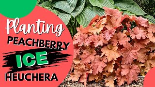 Planting Peachberry Ice Heuchera  Coral Bells by Proven Winners  Preview of Halloween Decorations [upl. by Amadas]