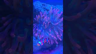 ☺️☺️beautiful anemone marine saltwater aquarium fishtank colours orange green cool chill [upl. by Hedgcock969]