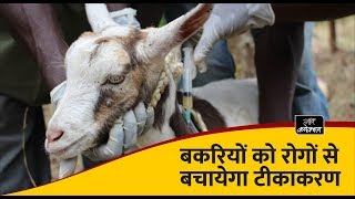 बकरियों को रोगों से बचाये समय पर कराएं टीकाकरण  Vaccination Schedule for goats [upl. by Zindman115]