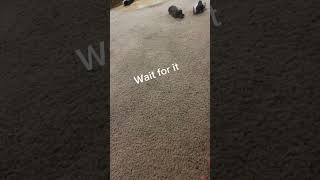 Bandit getting the zoomies puppy dachsund shorts [upl. by Ddot281]