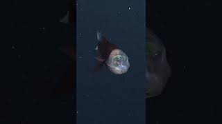 Have you ever seen a Barreleye Fish facts underwaterworld barreleye educational [upl. by Elsi]