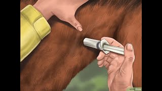 Comment faire une injection intramusculaire chez un cheval [upl. by Leiser]