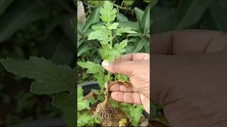 Chrysanthemum Cutting ready to repotting chrysanthemums [upl. by Yuri301]