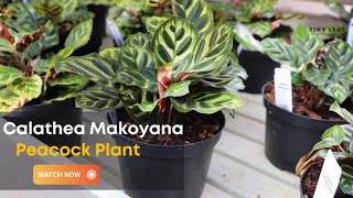 Calathea Makoyana  Care and Growing Guide for Peacock Plant [upl. by Kenlay]