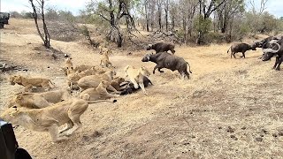 An EPIC SIGHTING Battle between lions and buffalo 🦁🐃🤠 [upl. by Phenice571]