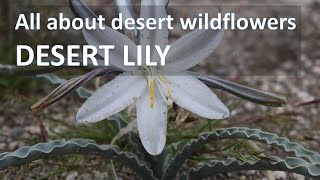 Superbloom DESERT LILY Hesperocallis undulata AnzaBorrego California Desert Super Bloom [upl. by Izaak]