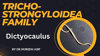 Dictyocaulus  lungworm  Verminous pneumonia in cattle  Dictyocaulosis [upl. by Rexer]