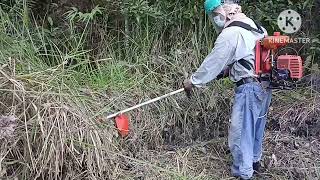 I cut bushes and Imperata cylindrica on afternoon [upl. by Pappano703]