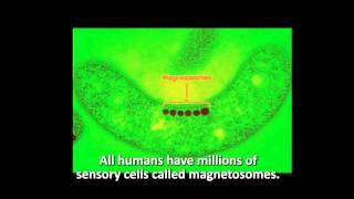 Electromagnetic fields risks and magnetosomes [upl. by Nauj649]