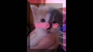 Go Kitty go speed up [upl. by Ahola]