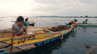 Propagating Seaweeds [upl. by Atteuqram665]