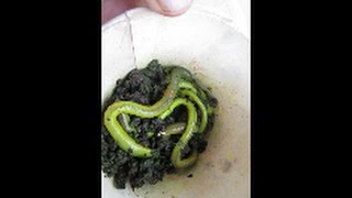 EWW Green worms for fishing [upl. by Airemaj]