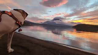 a dogs sunset view MtFuji Japan [upl. by Esinet85]