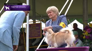 Tibetan Spaniels  Breed Judging 2022 [upl. by Nylatsyrc]