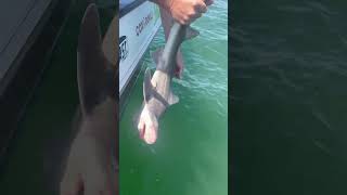 95cm Smooth Hound catchandrelease seafishinguk [upl. by Ellerred393]