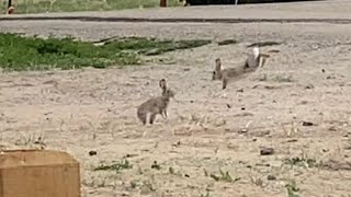 Cottontail Rabbits Fighting [upl. by Anairo960]