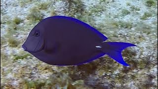 Cayman Brac  Squirrelfish to Adult Blue Tang [upl. by Phyllys]