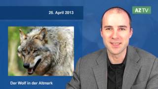 Der Wolf in der Altmark [upl. by Natica]