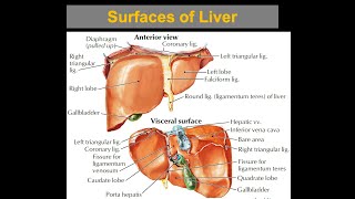 Surfaces of the Liver [upl. by Mavis]