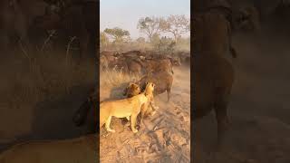 Lioness Slaps Buffalo in the Face  Full Video Above [upl. by Naes]