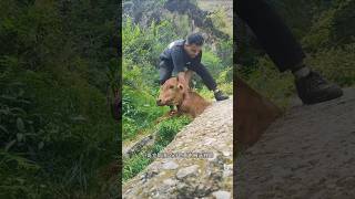 I found a cow getting stuck in a rock while eating grass animalrearing animalfarming ruminants [upl. by Ahsaele]