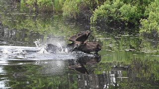 Bull moose in velvet emerges from a lake Gunflint TrailBoundary Waters Minnesota [upl. by Adler]