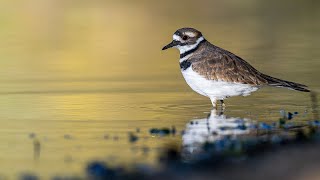 Killdeer quotChorusquot at Governor Dodge State Park Wisconsin [upl. by Persons]