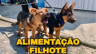 PASTOR ALEMÃO FILHOTE  Alimentação Todos Deveriam Saber Disso [upl. by Ingrid]