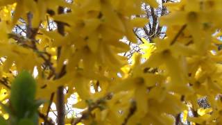 Forsythien [upl. by Rollin]