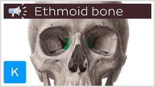 Ethmoid bone  Anatomical terms pronunciation  Kenhub [upl. by Sedgewake]