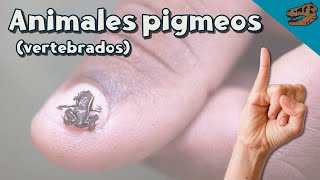 Animales pigmeos VERTEBRADOS miniatura [upl. by Kussell]