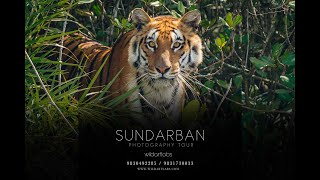 Sundarban Vlog 2022  Sundarban Tiger Sighting  Documentary  Sundarban Boat Safari [upl. by Letha]