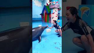 Dolphin lover 💝 💞🤗ll 💙 WhatsApp status video 📸 youtubeshorts shorts short shortvideo shark [upl. by Ender975]