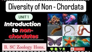 BSC Zoology Diversity of non chordata  Unit 1  Full explaination  KKEducation [upl. by Munniks]