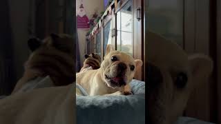 japan yokosuka frenchbulldog frenchiesofyoutube puppy [upl. by Dusen]