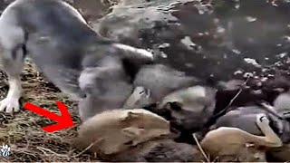 Kangal Obliterates A Wolf  Kangal vs wolf fight [upl. by Cynde]