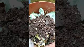 Easy way to make kitchen compost plants gardeningtips kitchenwastecompost homegardening yt [upl. by Grogan743]