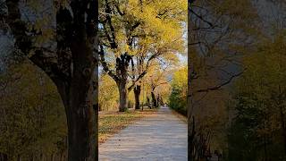 Čarobna Jesen Vožnja kroz Aleju do Stojčevca 🚴‍♂️🍂🎥 stojčevac bicikl jesen park [upl. by Mannie]