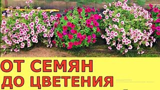 КАК ПРОСТО И БЫСТРО ВЫРАСТИТЬ ПЕТУНИЮ ОТ СЕМЯН до ЦВЕТЕНИЯ ВСЕ В ОДНОМ ВИДЕО [upl. by Hyams]