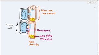 79 Phloem Structure Cambridge AS A Level Biology 9700 [upl. by Ima198]