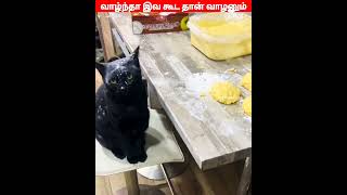 😂🐈🐕மச்சி எங்க டா போச்சி😂🐈🐕comedyvideosviral trending funnyanimal videos [upl. by Nylaf95]